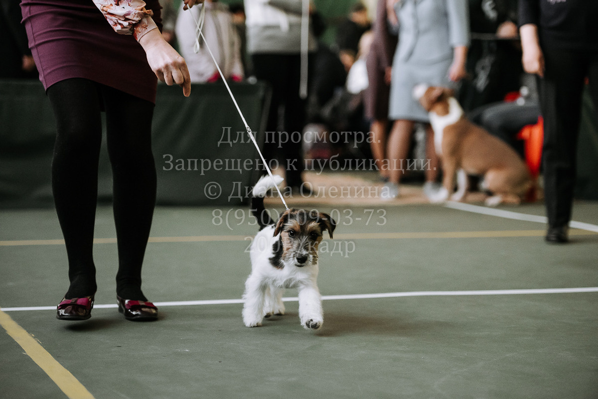 26.03.2022 Выставка собак г. Братск Континенталь. Фотограф Диана Оленина Красноярск / Братск