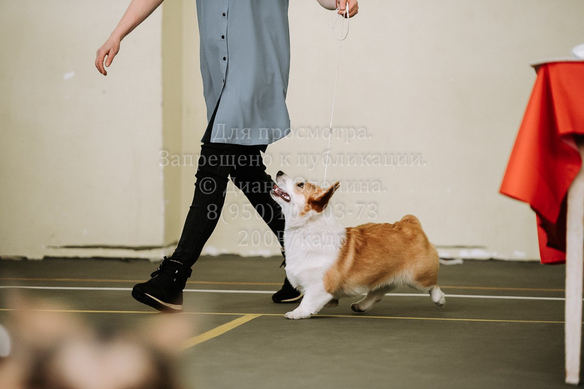 26.03.2022 Выставка собак г. Братск Континенталь. Фотограф Диана Оленина Красноярск / Братск