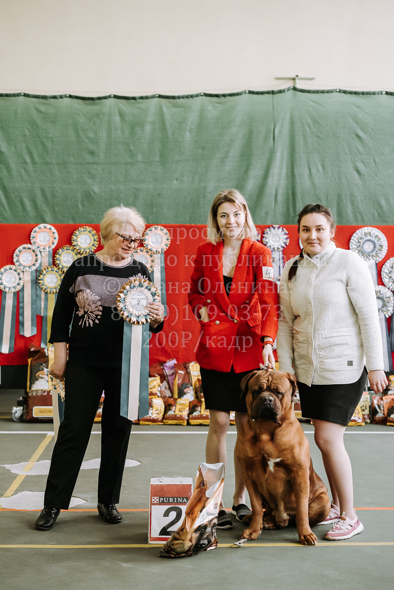 26.03.2022 Выставка собак г. Братск Континенталь. Фотограф Диана Оленина Красноярск / Братск