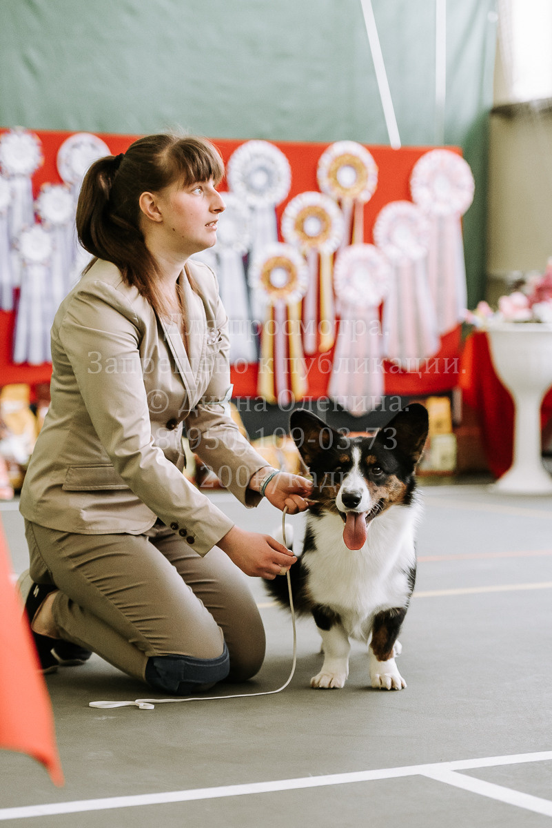26.03.2022 Выставка собак г. Братск Континенталь. Фотограф Диана Оленина Красноярск / Братск