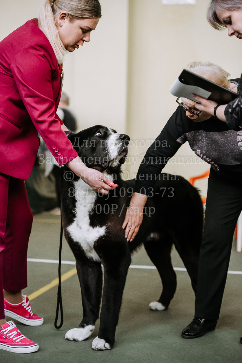 26.03.2022 Выставка собак г. Братск Континенталь. Фотограф Диана Оленина Красноярск / Братск