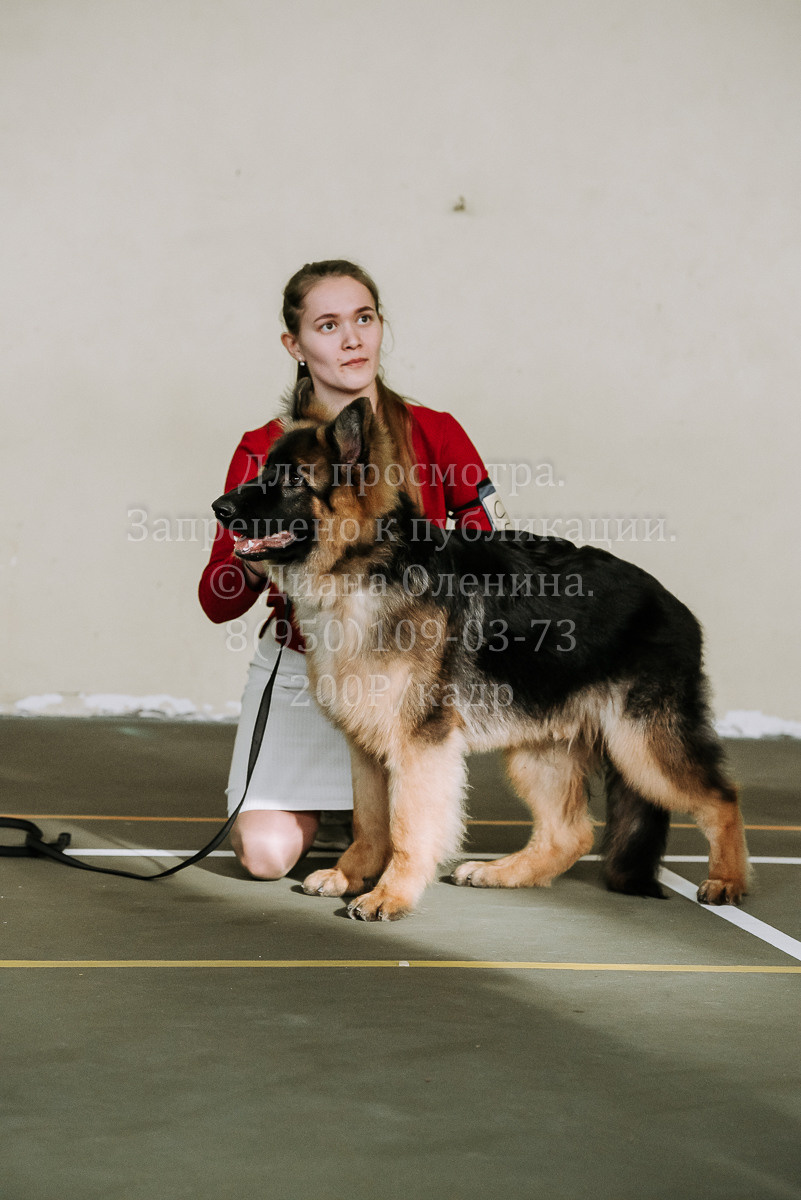 26.03.2022 Выставка собак г. Братск Континенталь. Фотограф Диана Оленина Красноярск / Братск