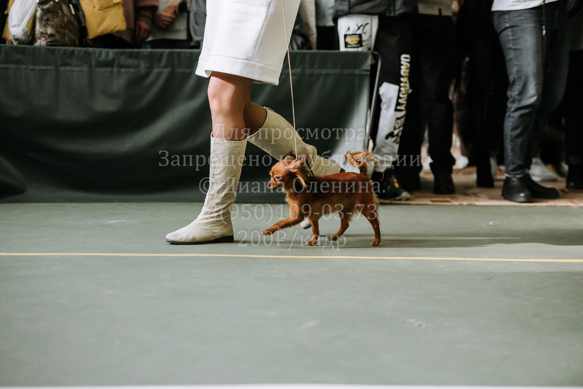 26.03.2022 Выставка собак г. Братск Континенталь. Фотограф Диана Оленина Красноярск / Братск