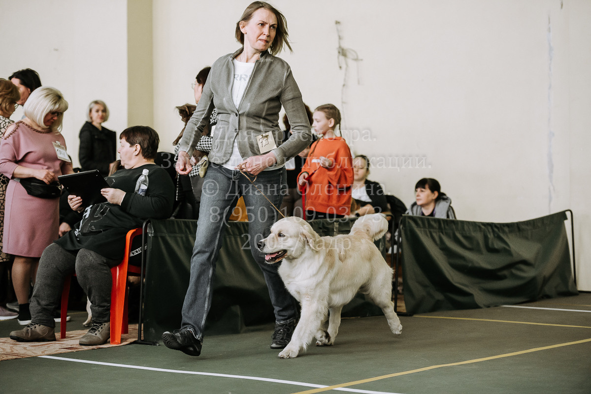 26.03.2022 Выставка собак г. Братск Континенталь. Фотограф Диана Оленина Красноярск / Братск