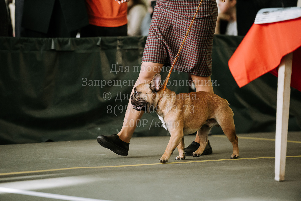 26.03.2022 Выставка собак г. Братск Континенталь. Фотограф Диана Оленина Красноярск / Братск