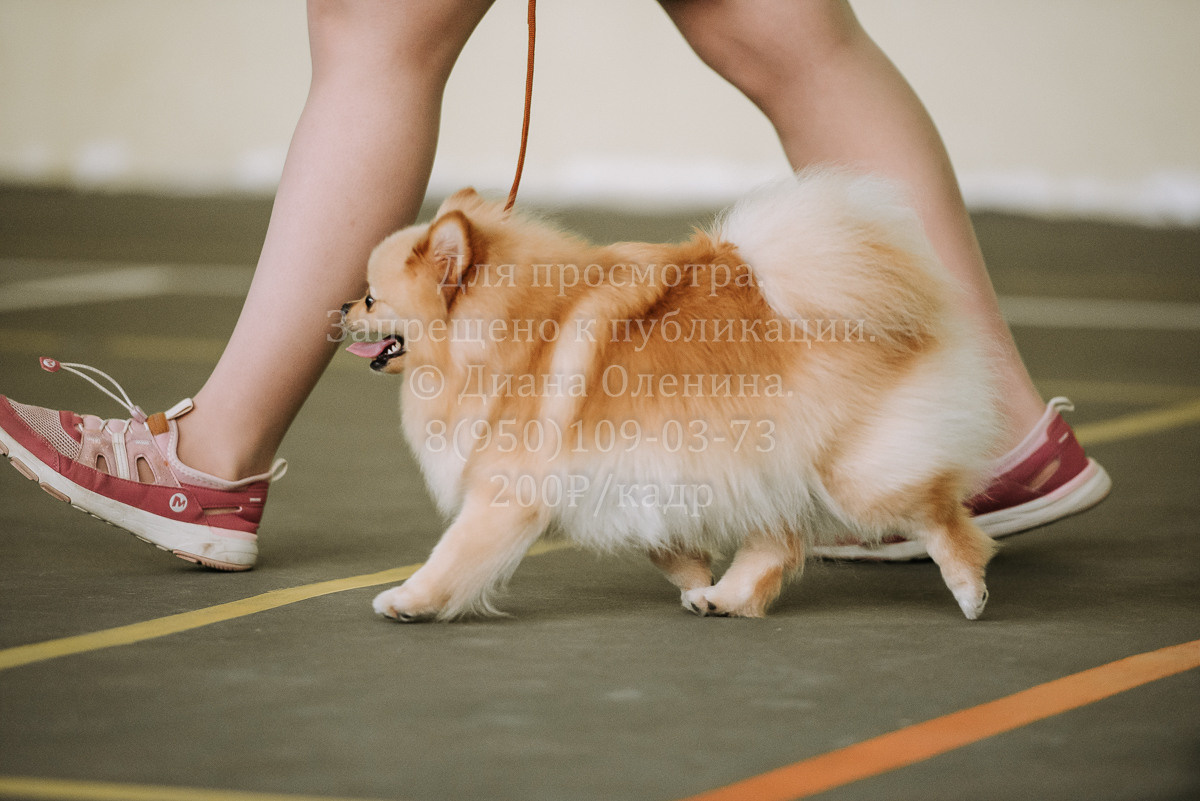 26.03.2022 Выставка собак г. Братск Континенталь. Фотограф Диана Оленина Красноярск / Братск