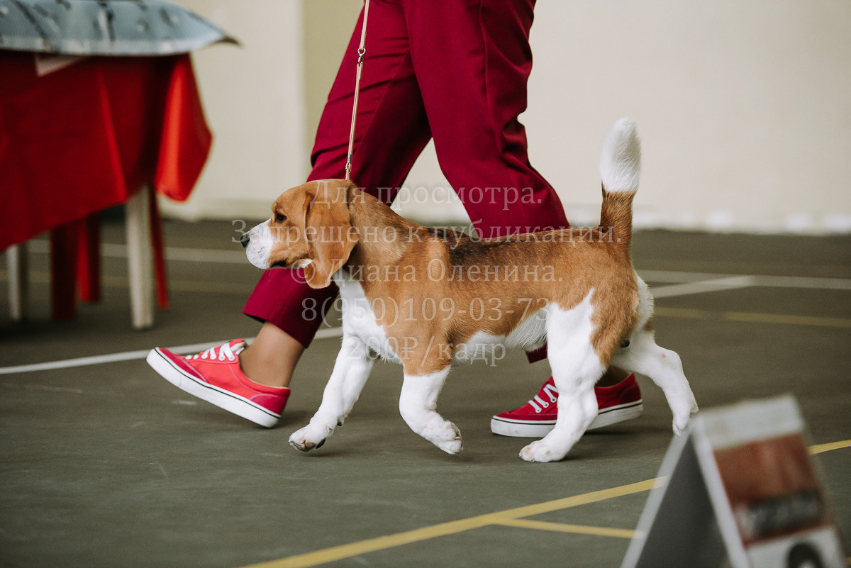 26.03.2022 Выставка собак г. Братск Континенталь. Фотограф Диана Оленина Красноярск / Братск