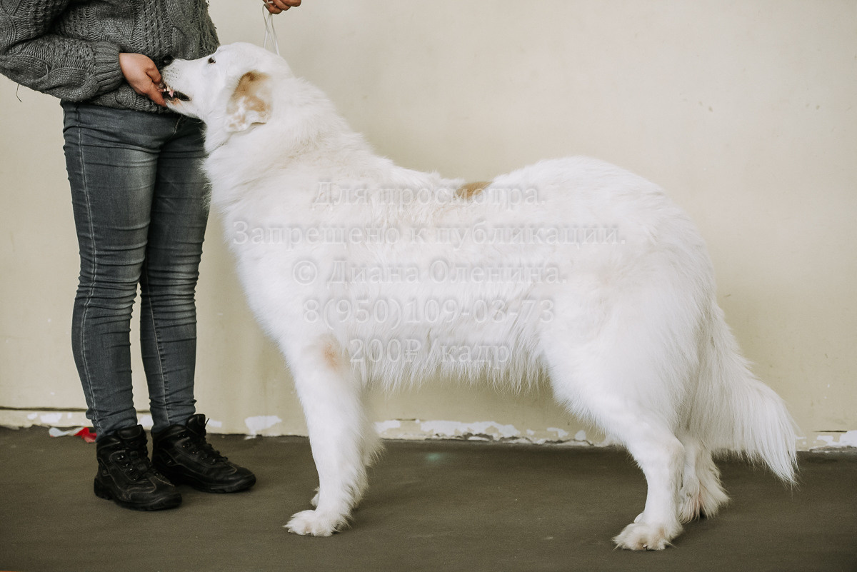 26.03.2022 Выставка собак г. Братск Континенталь. Фотограф Диана Оленина Красноярск / Братск