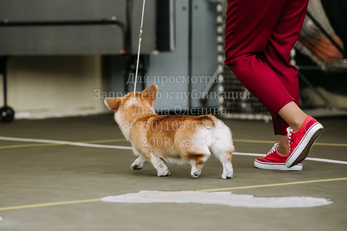 26.03.2022 Выставка собак г. Братск Континенталь. Фотограф Диана Оленина Красноярск / Братск