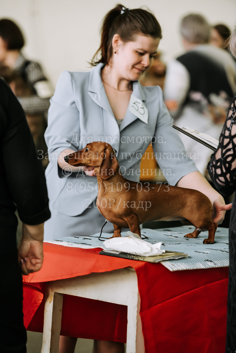 26.03.2022 Выставка собак г. Братск Континенталь. Фотограф Диана Оленина Красноярск / Братск