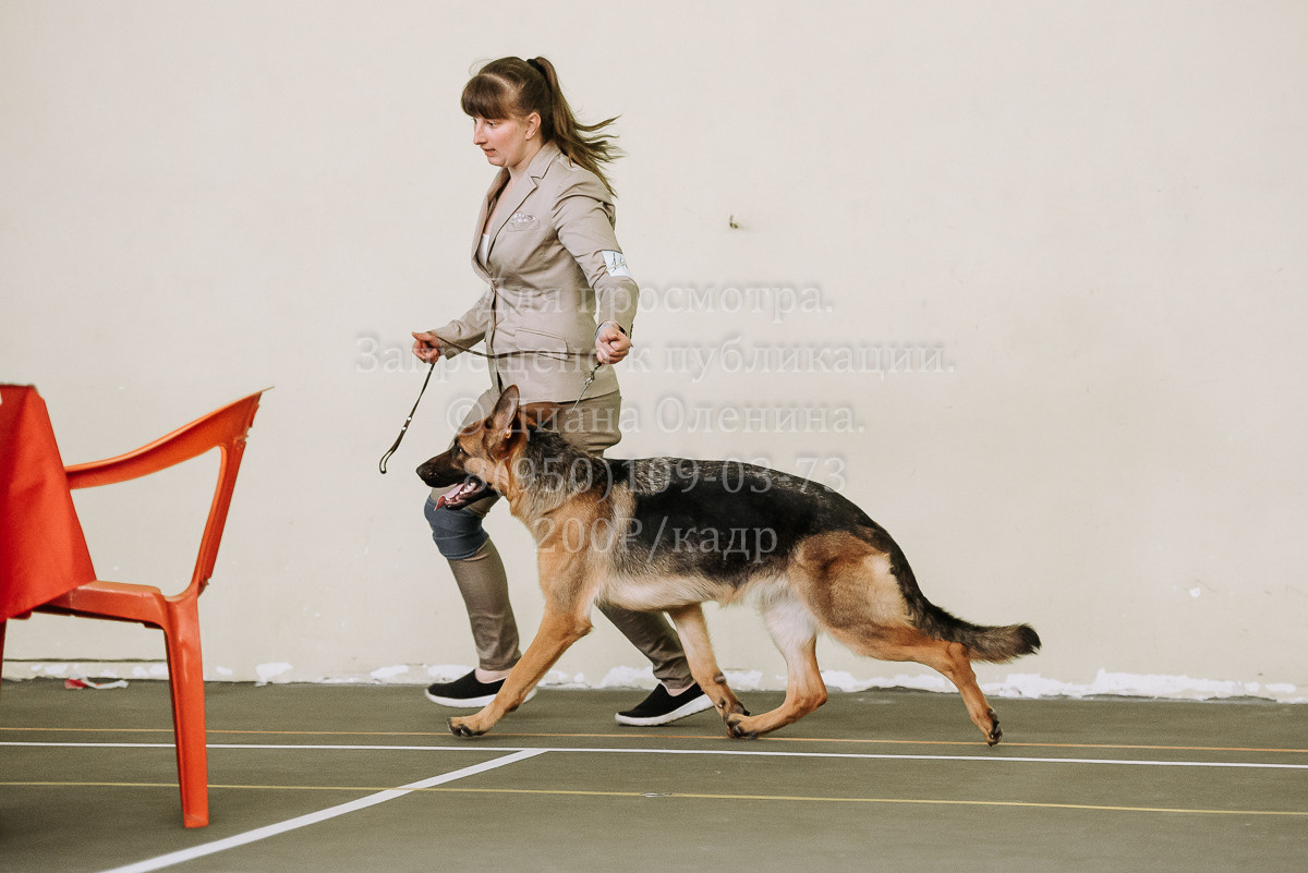 26.03.2022 Выставка собак г. Братск Континенталь. Фотограф Диана Оленина Красноярск / Братск