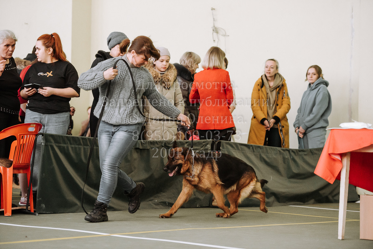 26.03.2022 Выставка собак г. Братск Континенталь. Фотограф Диана Оленина Красноярск / Братск