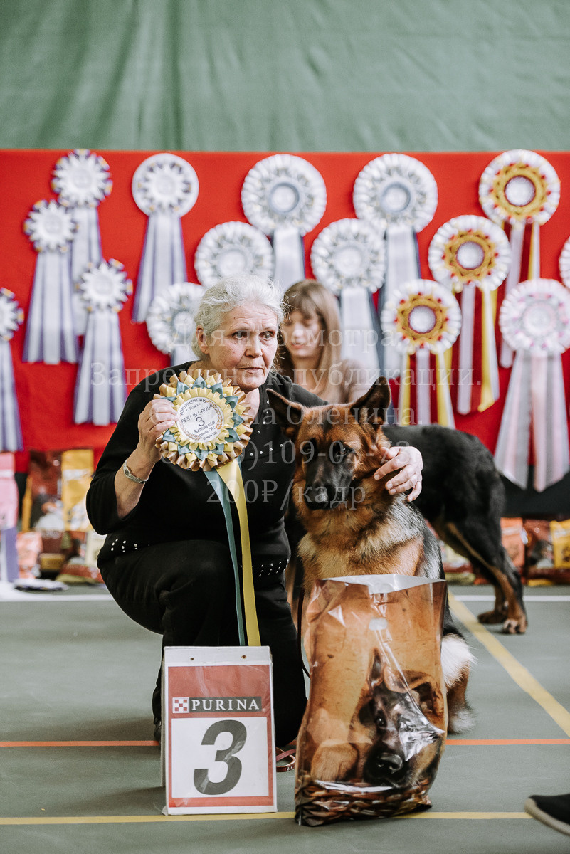 26.03.2022 Выставка собак г. Братск Континенталь. Фотограф Диана Оленина Красноярск / Братск