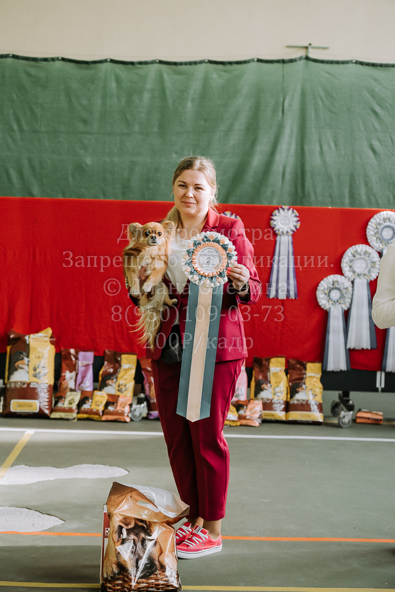 26.03.2022 Выставка собак г. Братск Континенталь. Фотограф Диана Оленина Красноярск / Братск