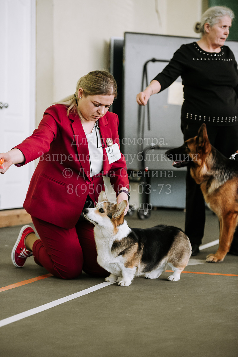 26.03.2022 Выставка собак г. Братск Континенталь. Фотограф Диана Оленина Красноярск / Братск