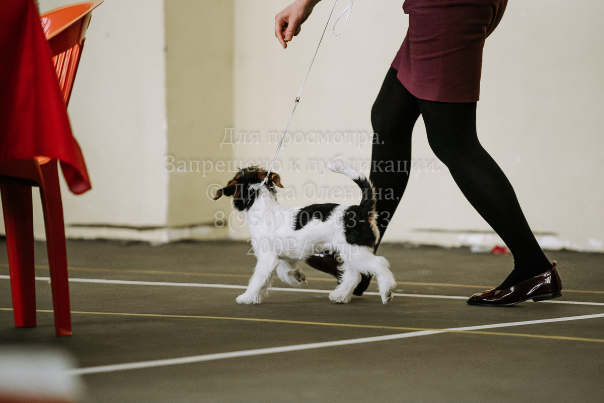 26.03.2022 Выставка собак г. Братск Континенталь. Фотограф Диана Оленина Красноярск / Братск