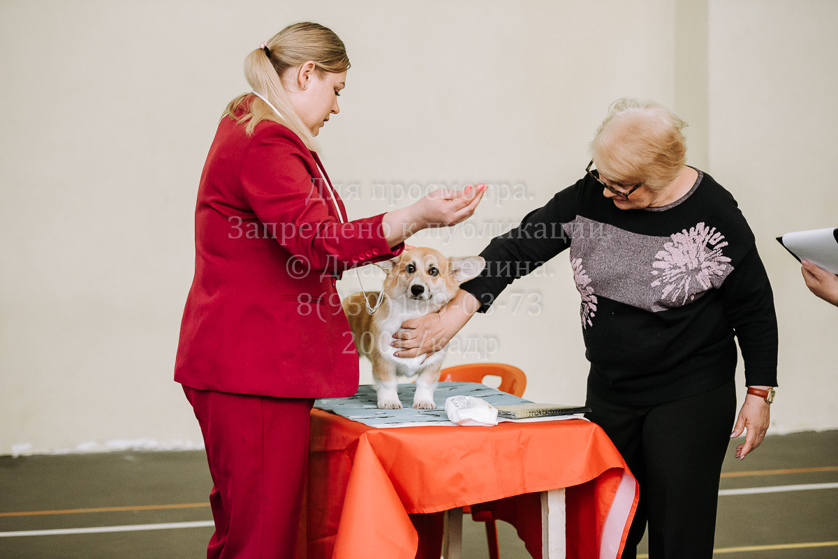 26.03.2022 Выставка собак г. Братск Континенталь. Фотограф Диана Оленина Красноярск / Братск