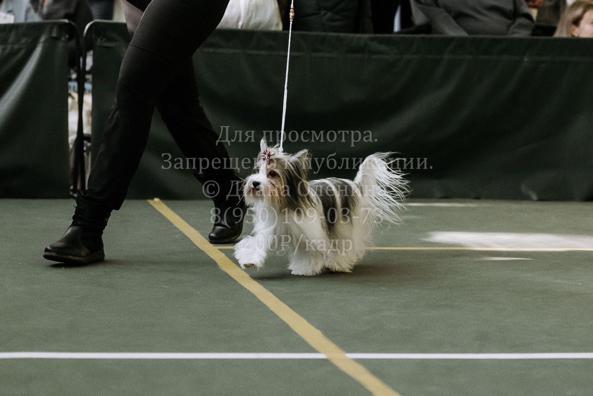 26.03.2022 Выставка собак г. Братск Континенталь. Фотограф Диана Оленина Красноярск / Братск