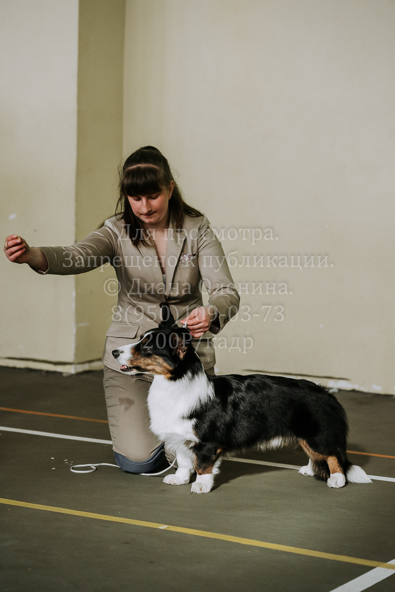 26.03.2022 Выставка собак г. Братск Континенталь. Фотограф Диана Оленина Красноярск / Братск