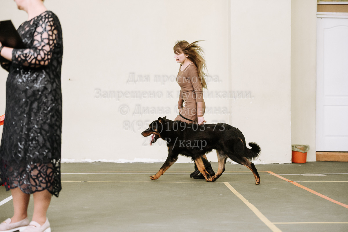26.03.2022 Выставка собак г. Братск Континенталь. Фотограф Диана Оленина Красноярск / Братск