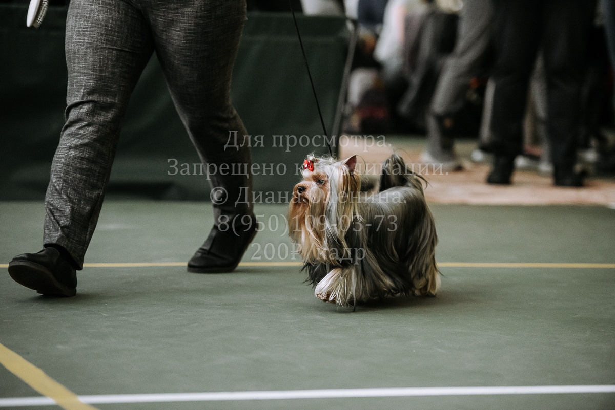 26.03.2022 Выставка собак г. Братск Континенталь. Фотограф Диана Оленина Красноярск / Братск