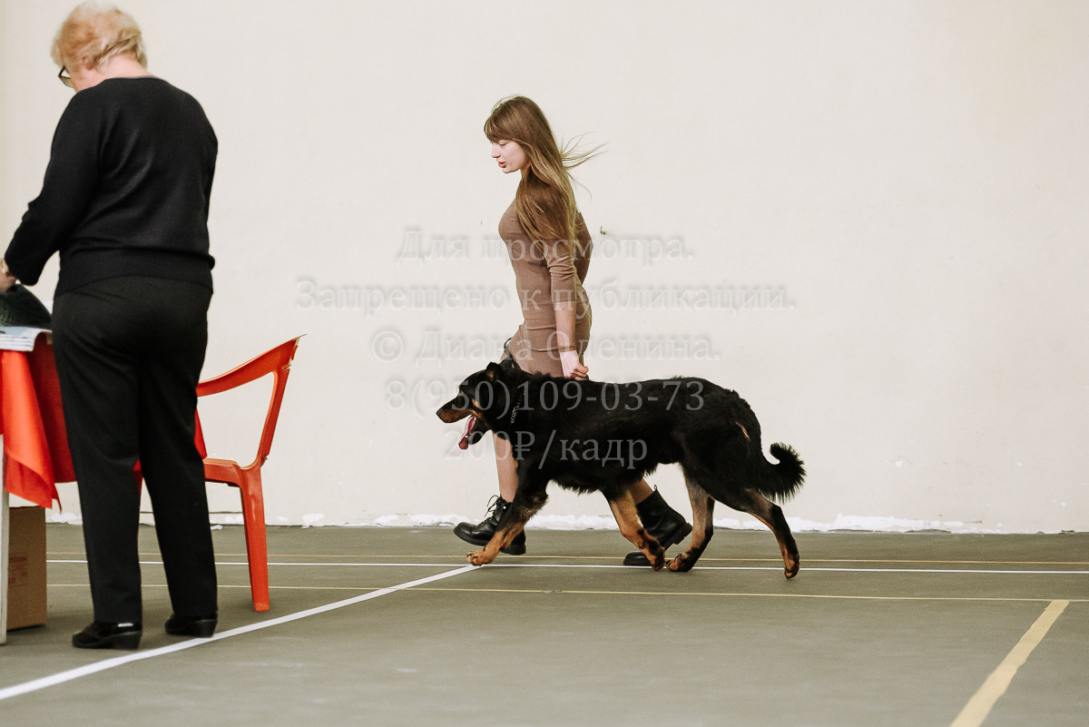 26.03.2022 Выставка собак г. Братск Континенталь. Фотограф Диана Оленина Красноярск / Братск