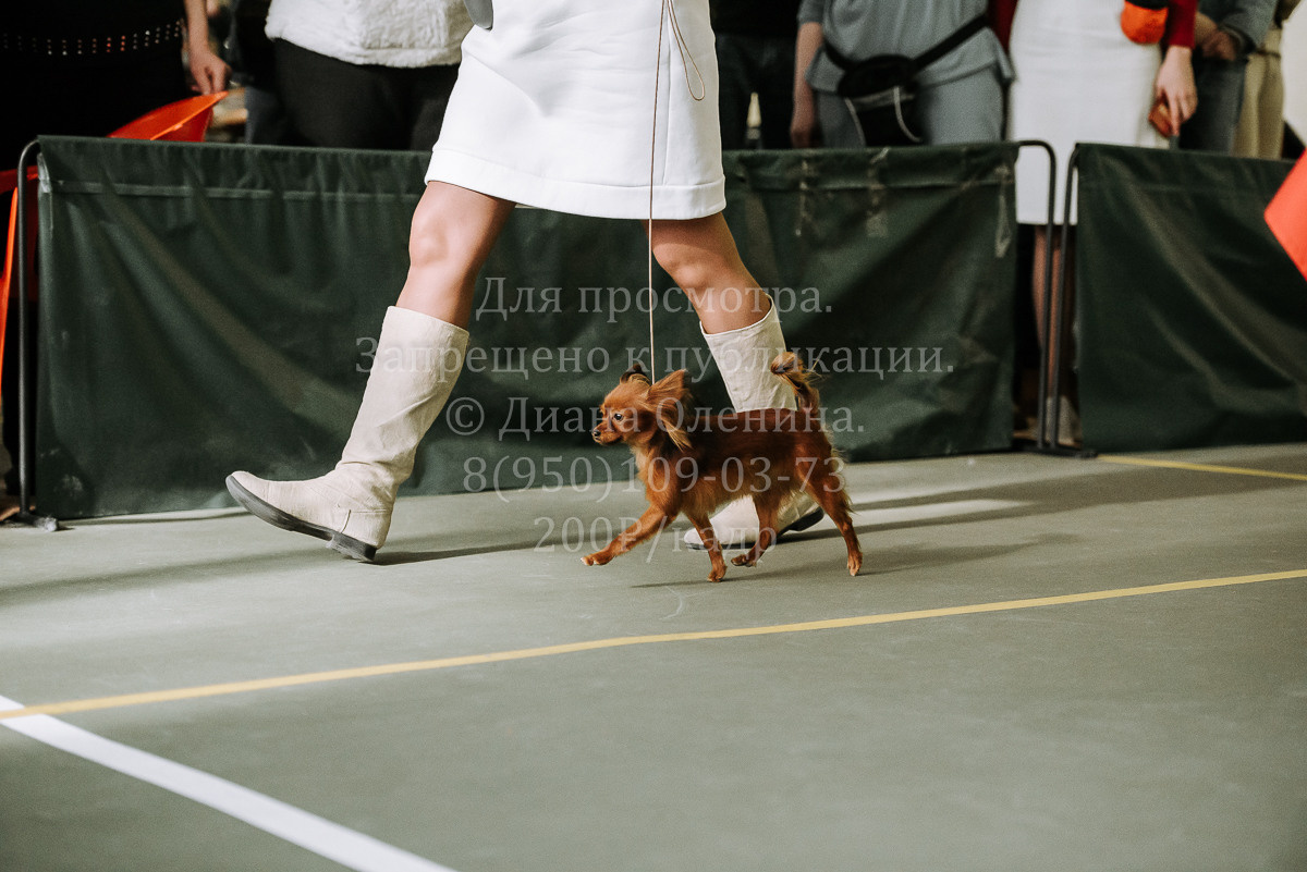26.03.2022 Выставка собак г. Братск Континенталь. Фотограф Диана Оленина Красноярск / Братск