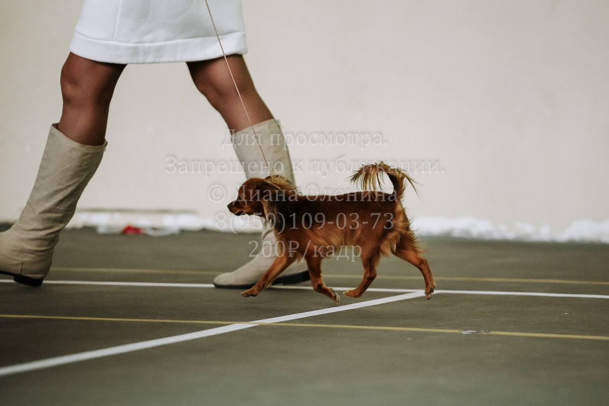 26.03.2022 Выставка собак г. Братск Континенталь. Фотограф Диана Оленина Красноярск / Братск