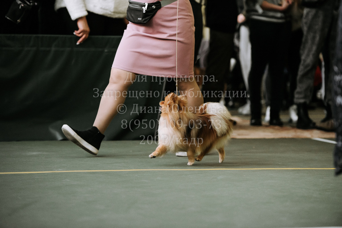 26.03.2022 Выставка собак г. Братск Континенталь. Фотограф Диана Оленина Красноярск / Братск