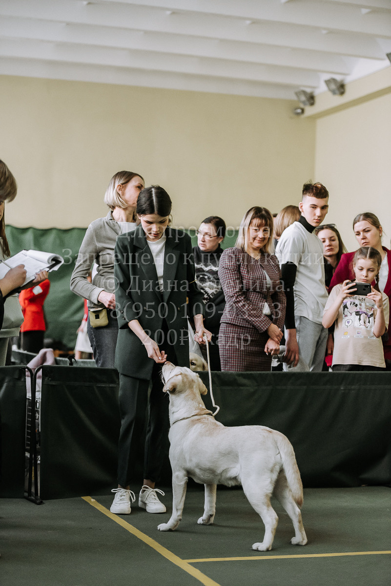 26.03.2022 Выставка собак г. Братск Континенталь. Фотограф Диана Оленина Красноярск / Братск