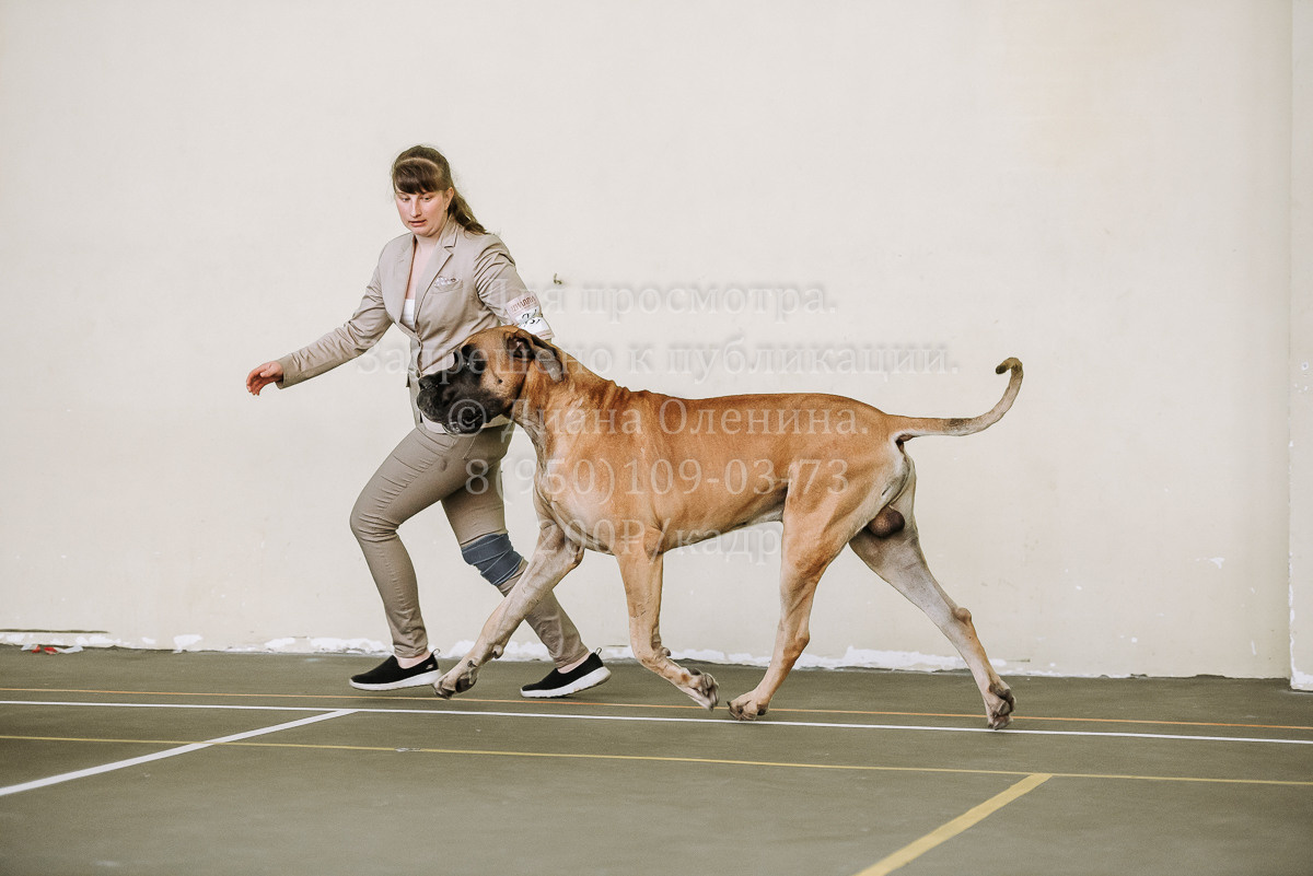 26.03.2022 Выставка собак г. Братск Континенталь. Фотограф Диана Оленина Красноярск / Братск