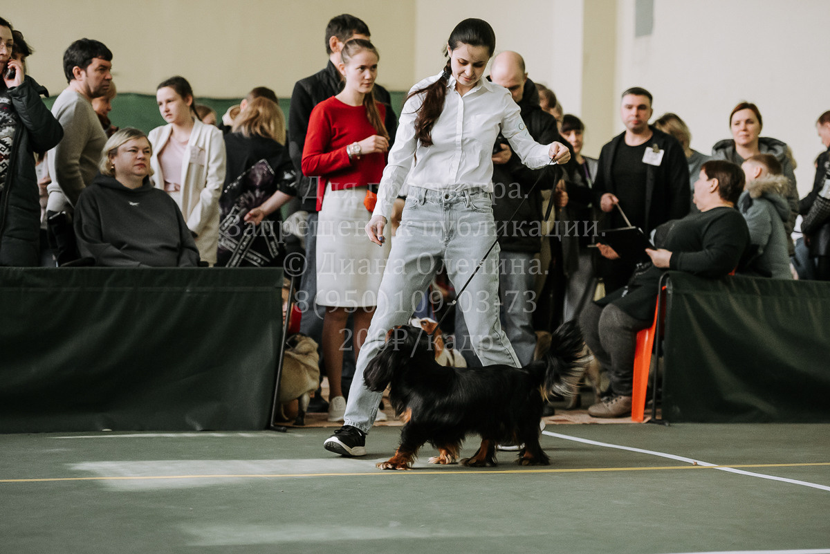 26.03.2022 Выставка собак г. Братск Континенталь. Фотограф Диана Оленина Красноярск / Братск