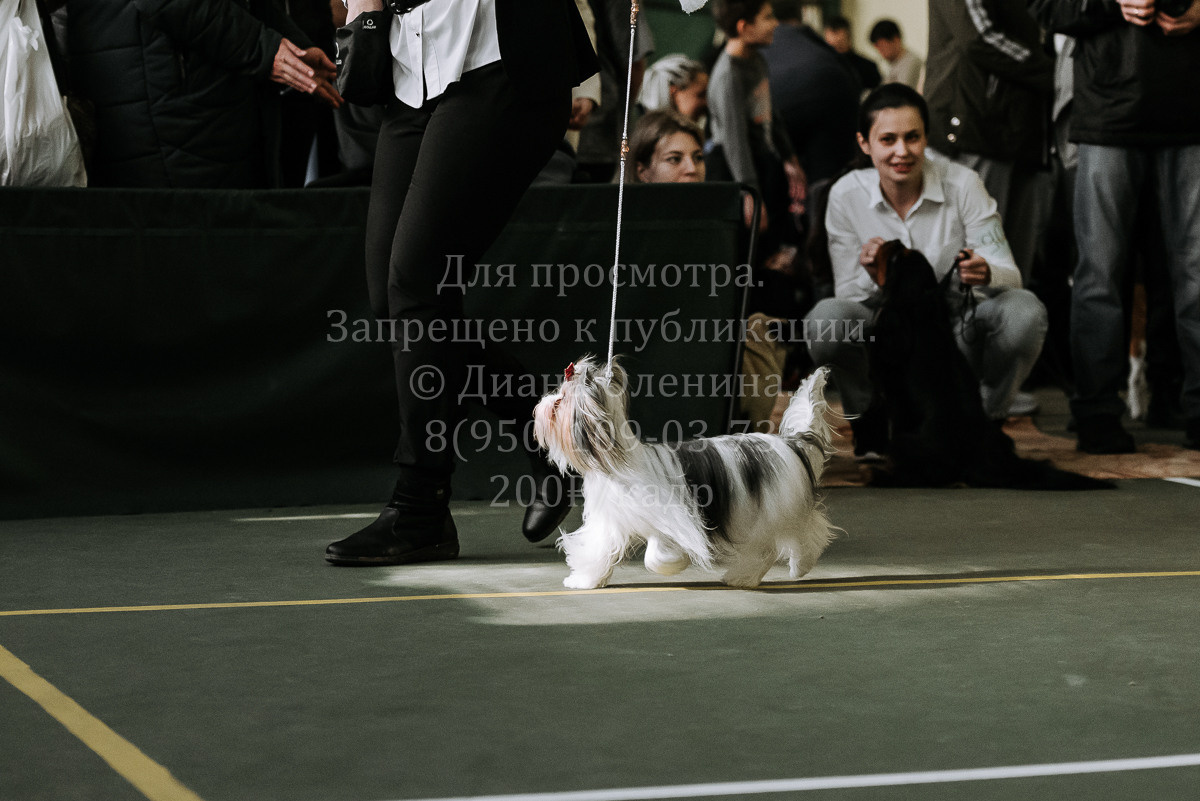 26.03.2022 Выставка собак г. Братск Континенталь. Фотограф Диана Оленина Красноярск / Братск