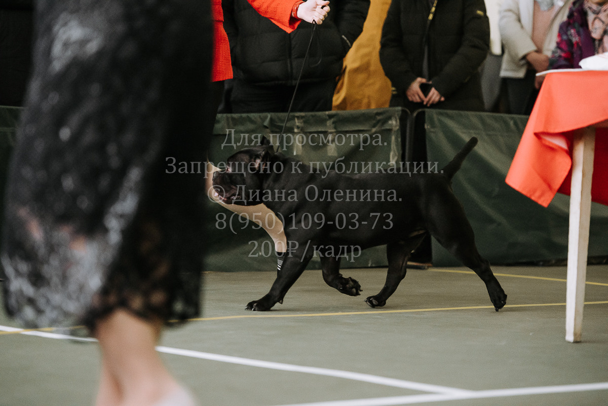 26.03.2022 Выставка собак г. Братск Континенталь. Фотограф Диана Оленина Красноярск / Братск