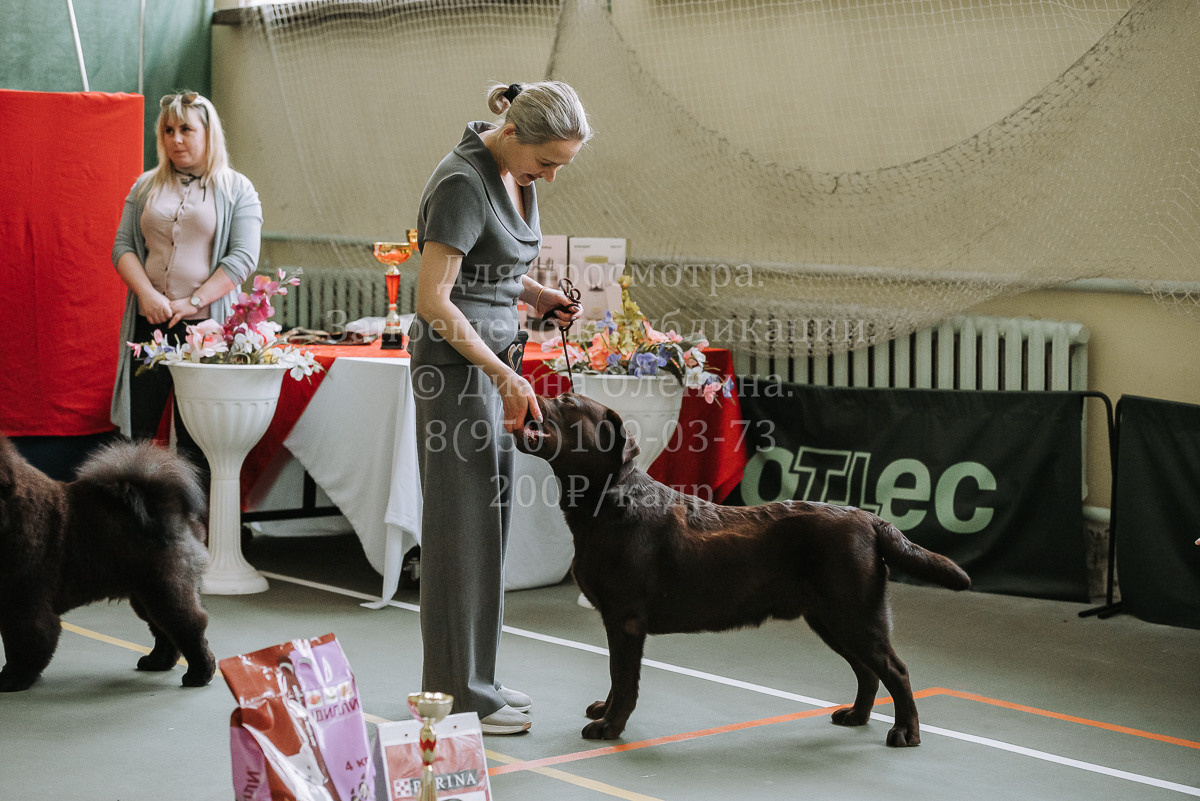 26.03.2022 Выставка собак г. Братск Континенталь. Фотограф Диана Оленина Красноярск / Братск