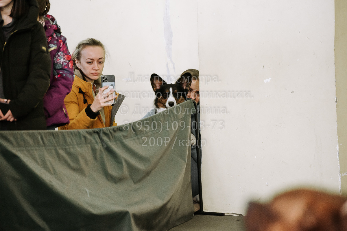 26.03.2022 Выставка собак г. Братск Континенталь. Фотограф Диана Оленина Красноярск / Братск