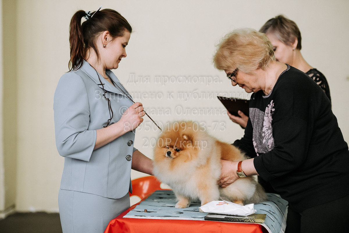 26.03.2022 Выставка собак г. Братск Континенталь. Фотограф Диана Оленина Красноярск / Братск