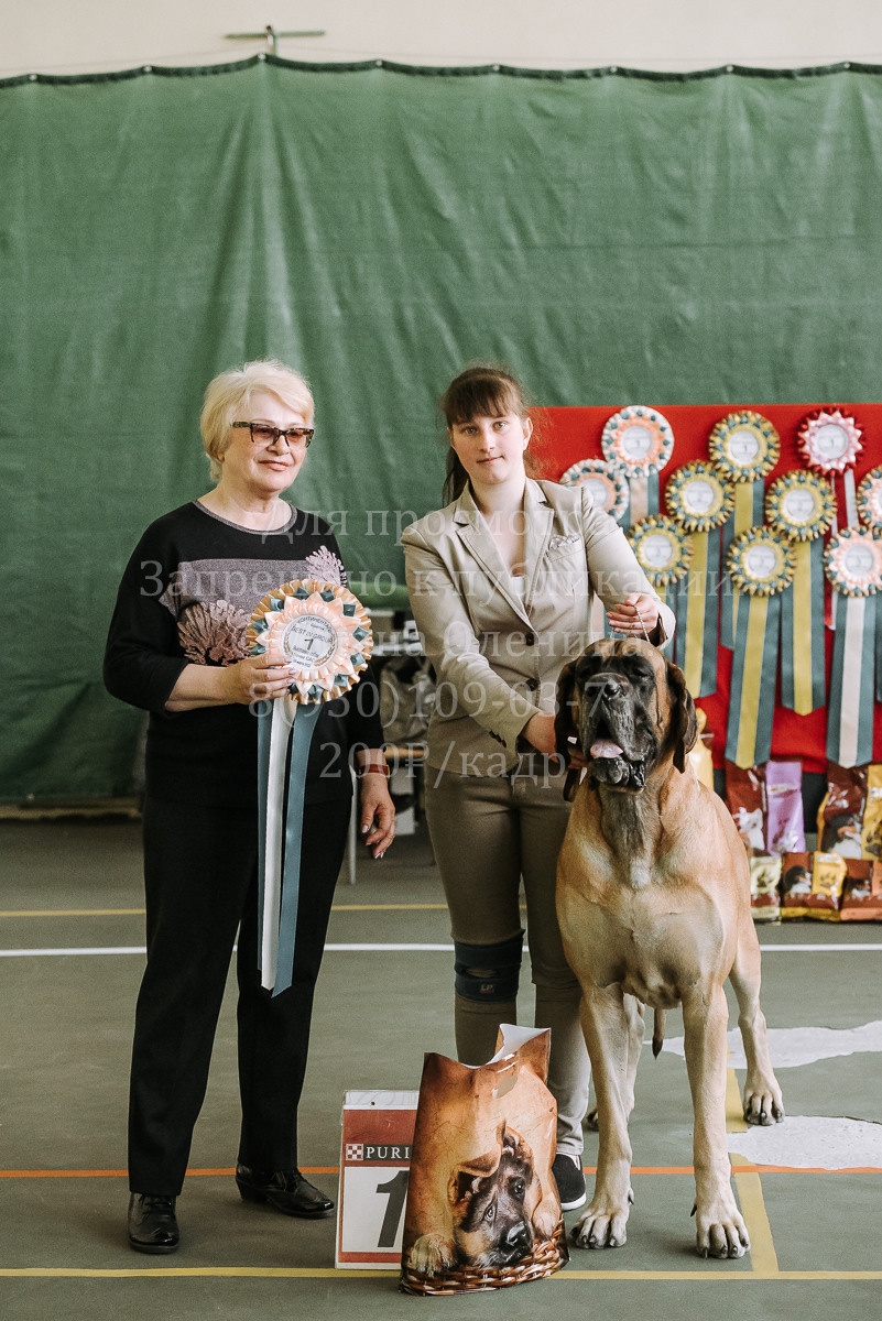 26.03.2022 Выставка собак г. Братск Континенталь. Фотограф Диана Оленина Красноярск / Братск