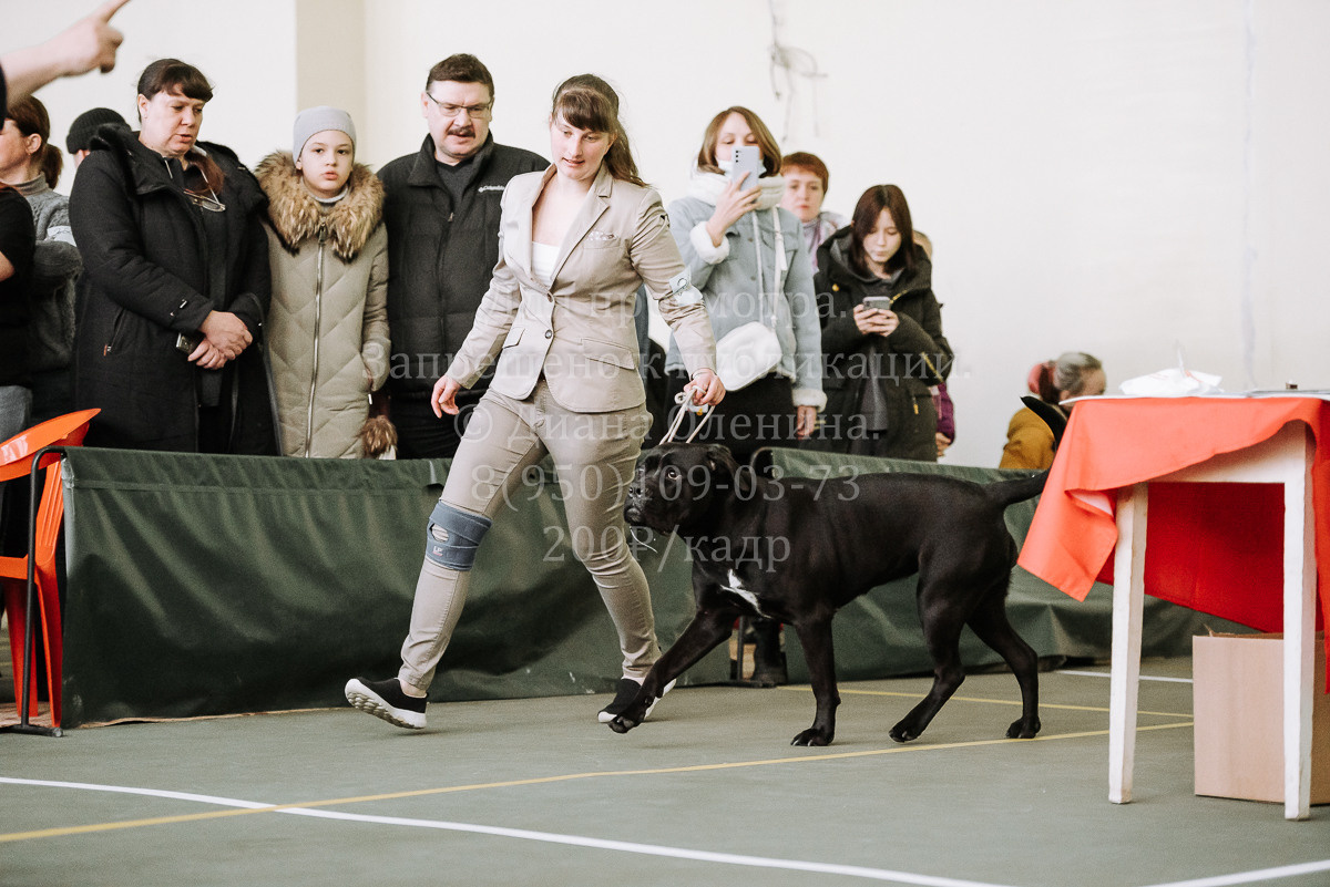 26.03.2022 Выставка собак г. Братск Континенталь. Фотограф Диана Оленина Красноярск / Братск
