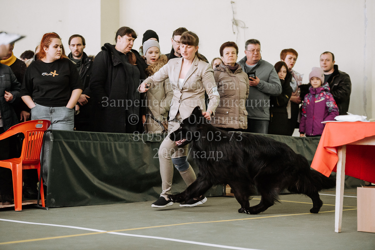 26.03.2022 Выставка собак г. Братск Континенталь. Фотограф Диана Оленина Красноярск / Братск