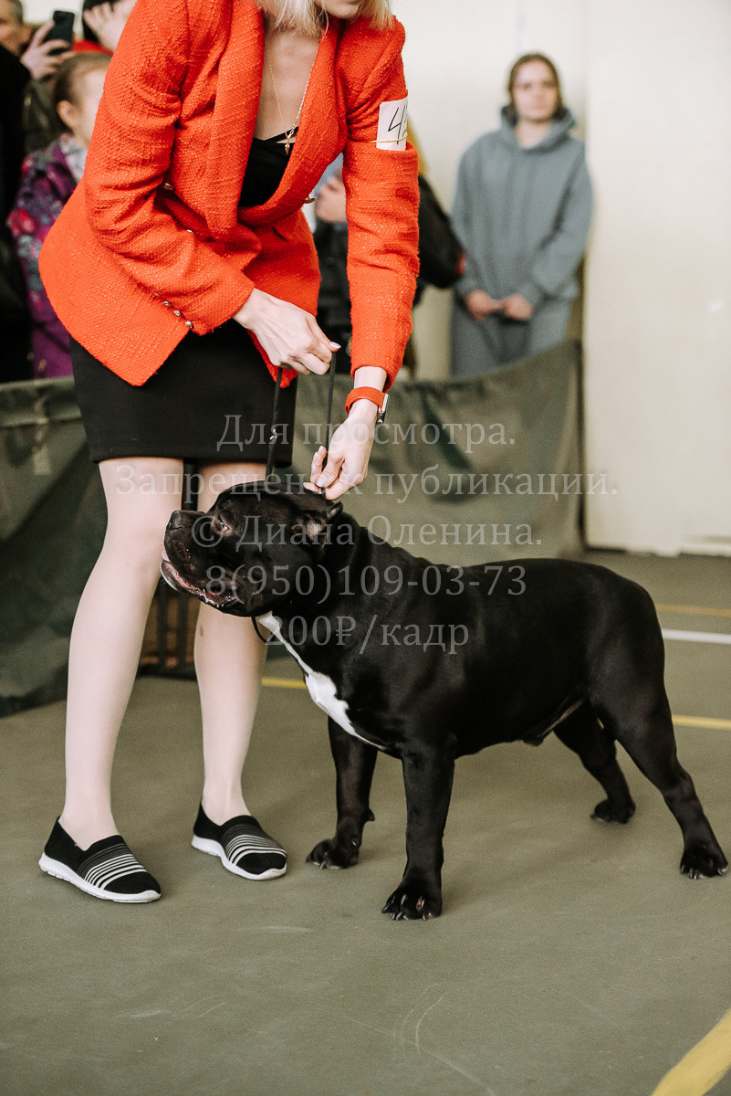 26.03.2022 Выставка собак г. Братск Континенталь. Фотограф Диана Оленина Красноярск / Братск