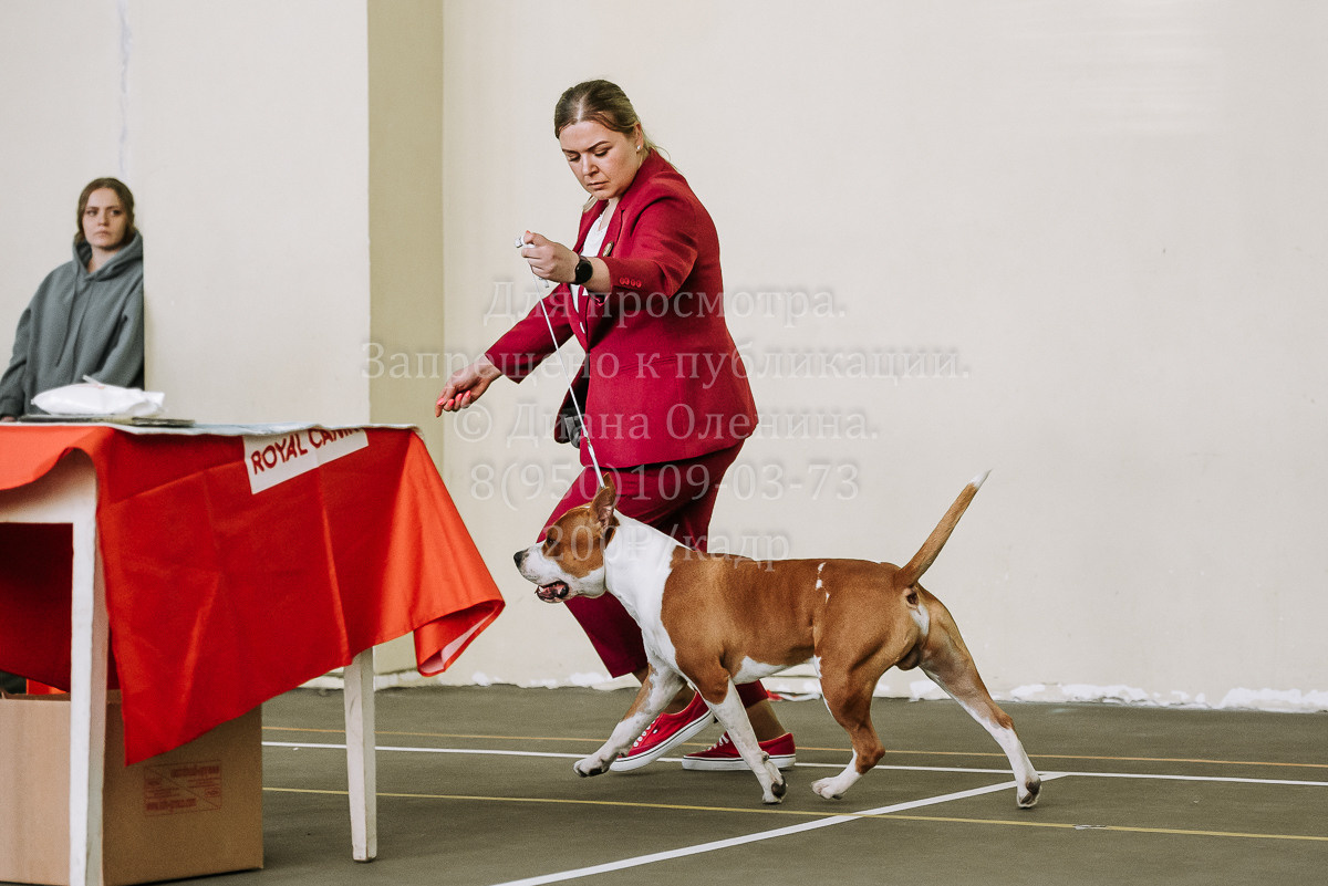 26.03.2022 Выставка собак г. Братск Континенталь. Фотограф Диана Оленина Красноярск / Братск