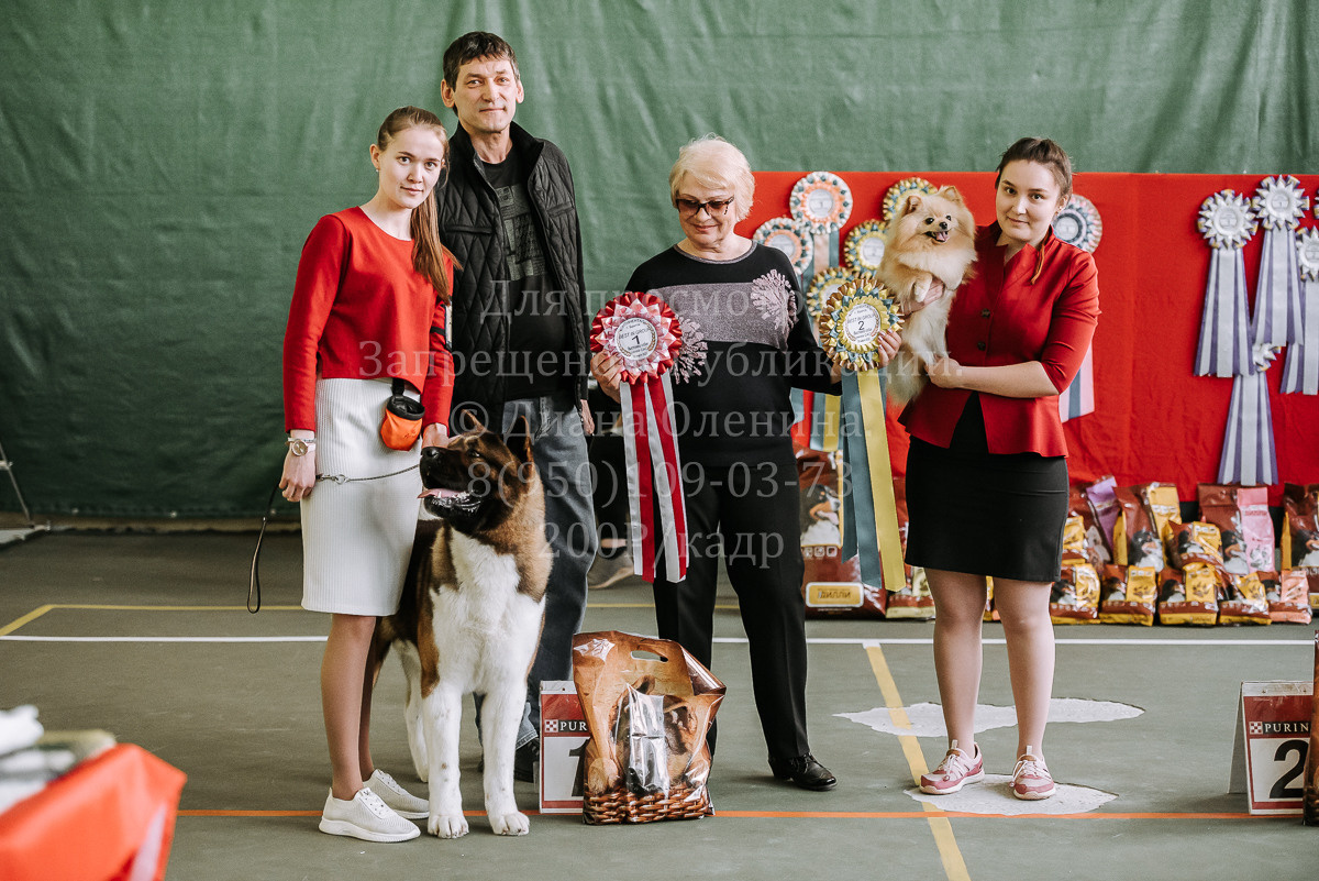 26.03.2022 Выставка собак г. Братск Континенталь. Фотограф Диана Оленина Красноярск / Братск