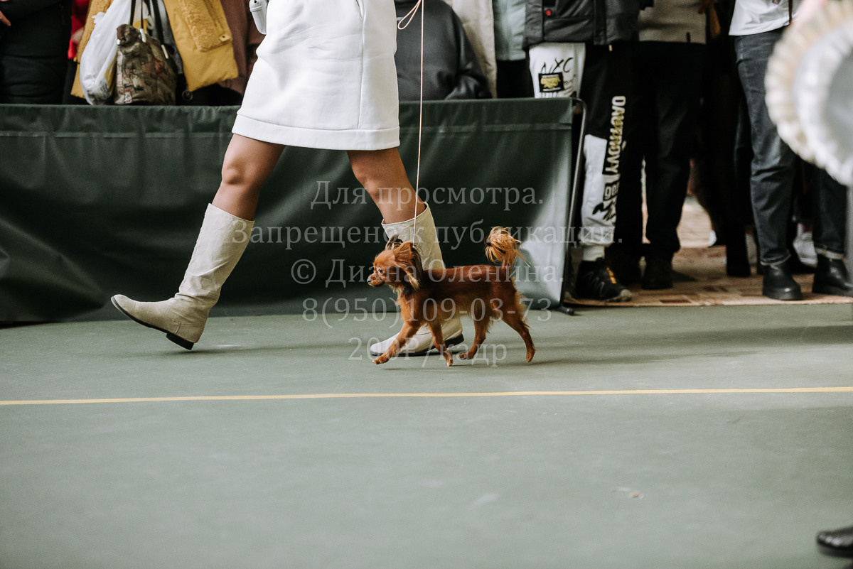 26.03.2022 Выставка собак г. Братск Континенталь. Фотограф Диана Оленина Красноярск / Братск