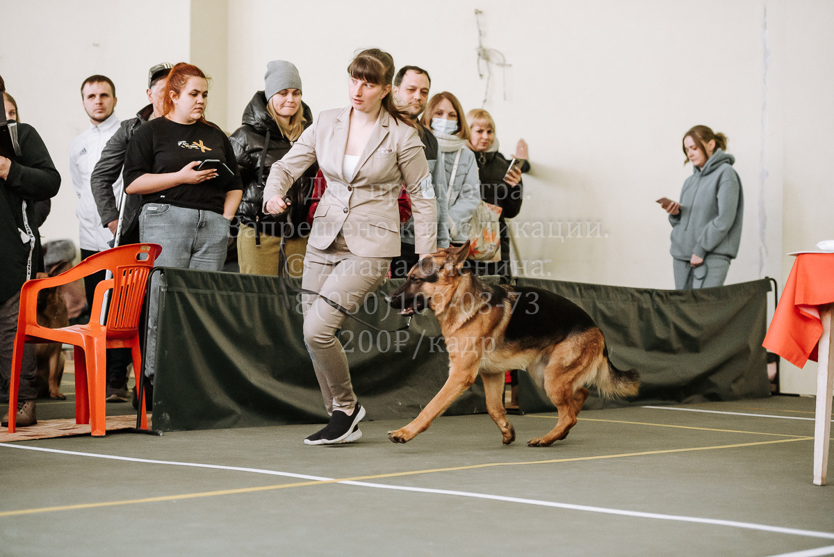 26.03.2022 Выставка собак г. Братск Континенталь. Фотограф Диана Оленина Красноярск / Братск