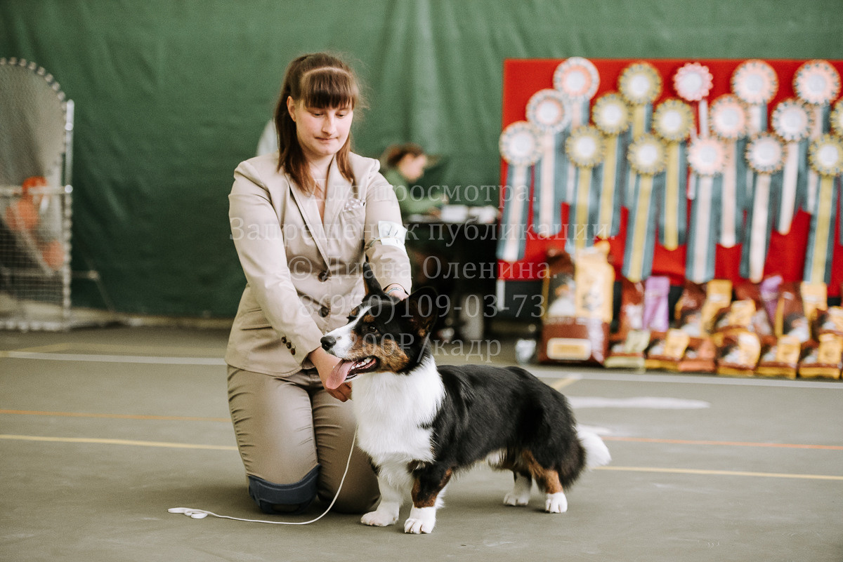 26.03.2022 Выставка собак г. Братск Континенталь. Фотограф Диана Оленина Красноярск / Братск