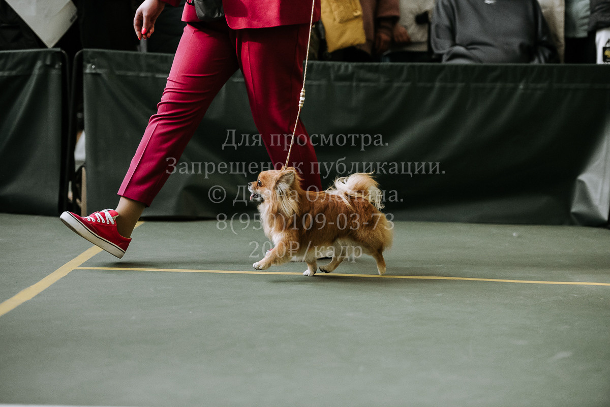 26.03.2022 Выставка собак г. Братск Континенталь. Фотограф Диана Оленина Красноярск / Братск