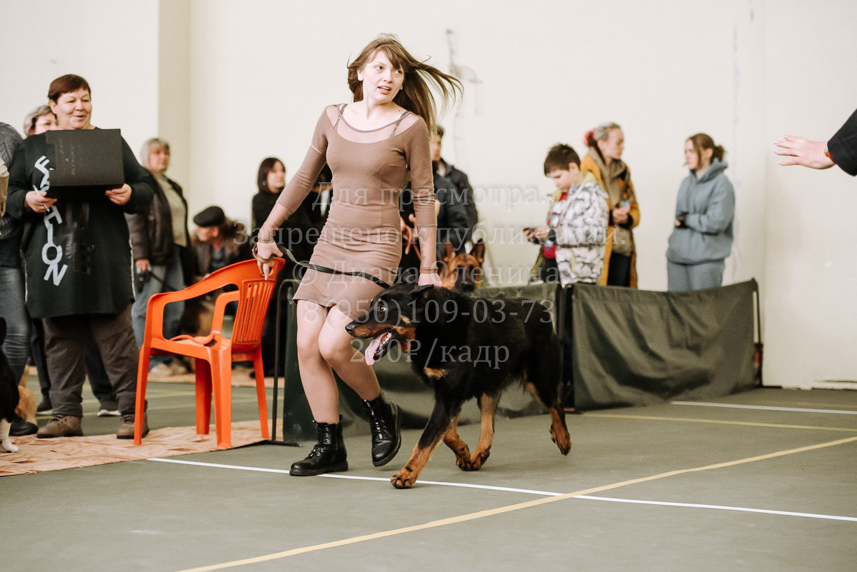26.03.2022 Выставка собак г. Братск Континенталь. Фотограф Диана Оленина Красноярск / Братск