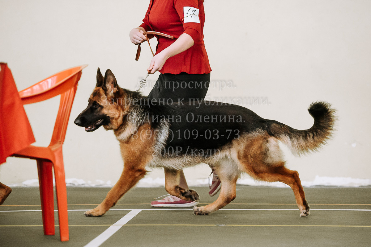 26.03.2022 Выставка собак г. Братск Континенталь. Фотограф Диана Оленина Красноярск / Братск