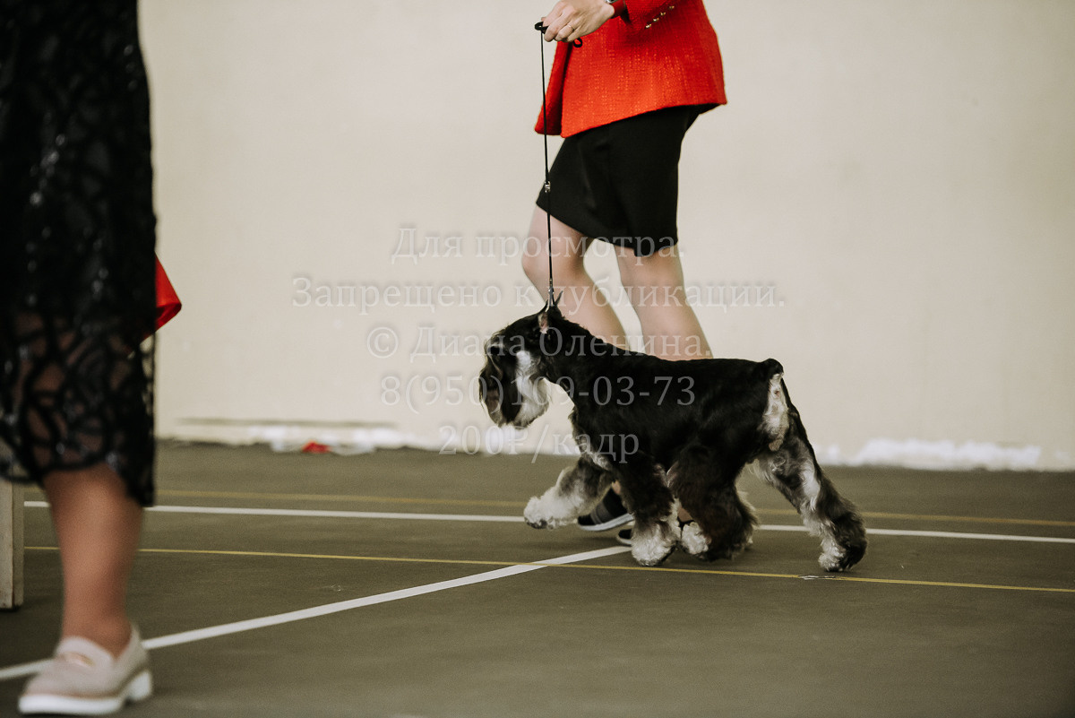 26.03.2022 Выставка собак г. Братск Континенталь. Фотограф Диана Оленина Красноярск / Братск